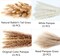 Decorate your home with Dried Pampas Grass, 100 pieces of which include Bunny Tails Dried Flowers and a Reed Grass Bouquet for a rustic farmhouse party or bohemian floral wedding table (white and brown).